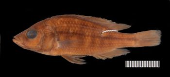Media type: image;   Ichthyology 155650 Aspect: lateral,description